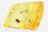 Detailed Fossil Spiny Aphid (Aphidoidea) in Baltic Amber #296981-1